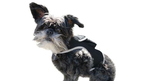 Pet Safe - Pet Tracker Mini Collar GPS Tracking for Dogs Wireless Locator Size:S