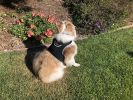 Locate Pets w/ Pet Tracker Best Dog Tracker Waterproof Collar Mount Finder Size:S