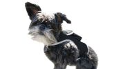 NEW Waterproof GPS Collar for Dogs Mini Realtime Pet Location Tracker Size:S
